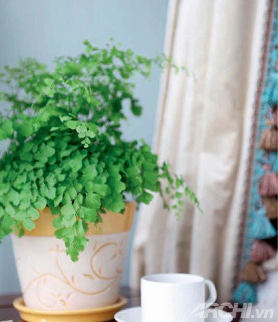 Những góc xanh cho nhà nhỏ - Archi