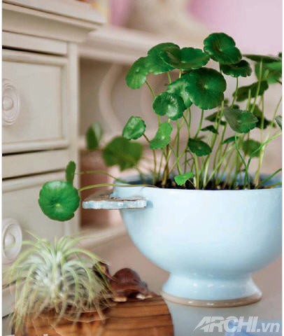 Những góc xanh cho nhà nhỏ - Archi